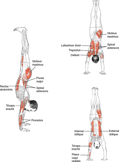 Adho Mukha Vrksasana