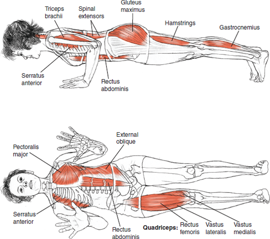 Chaturanga Dandasana
