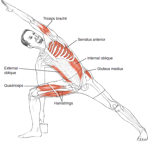 Utthita Parsvakonasana