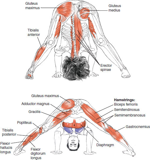 Prasarita Padottanasana