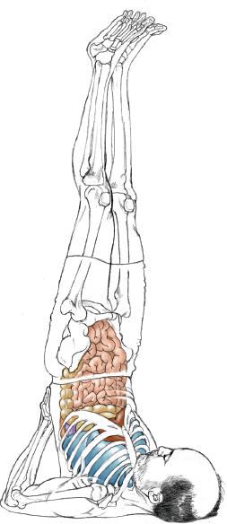 Salamba Sarvangasana