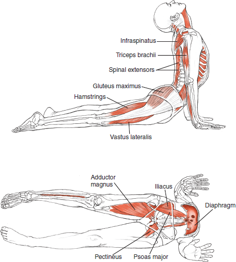 Urdhva Mukha Svanasana